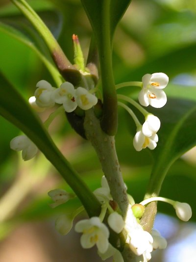 Osmanthus rigidus