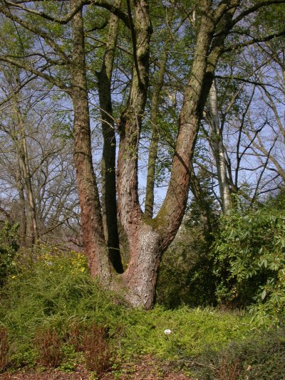 Ostrya japonica