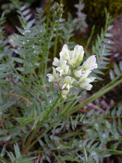 Oxytropis campestris