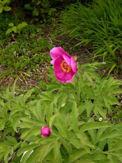 Paeonia emodi