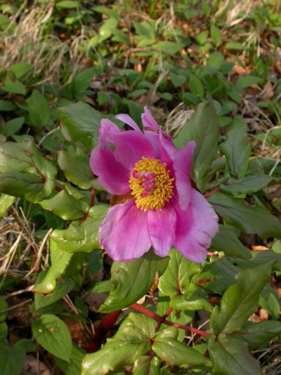 Paeonia mascula