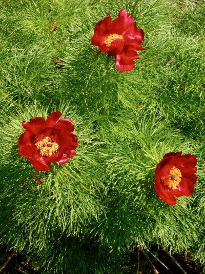 Paeonia tenuifolia