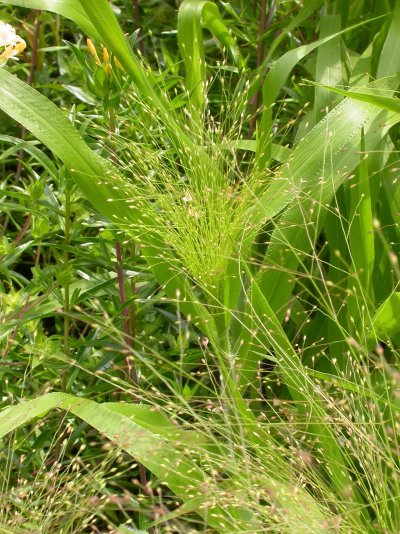 Panicum capillare