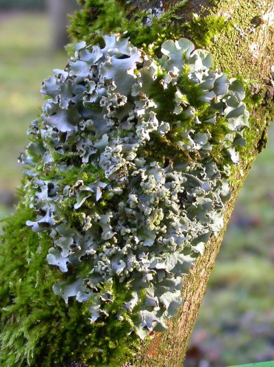 Parmotrema perlatum