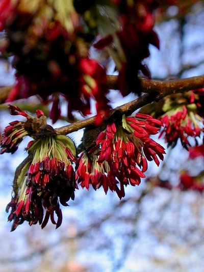 Parrotia persica