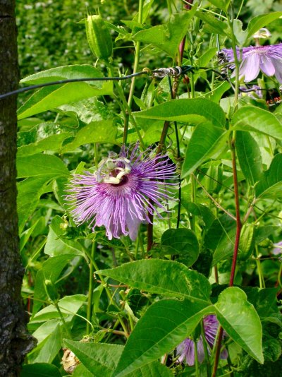 Passiflora incarnata