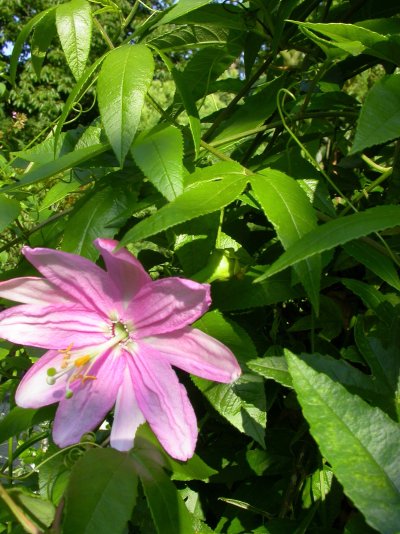 Passiflora mollissima