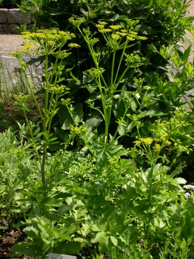 Pastinaca sativa