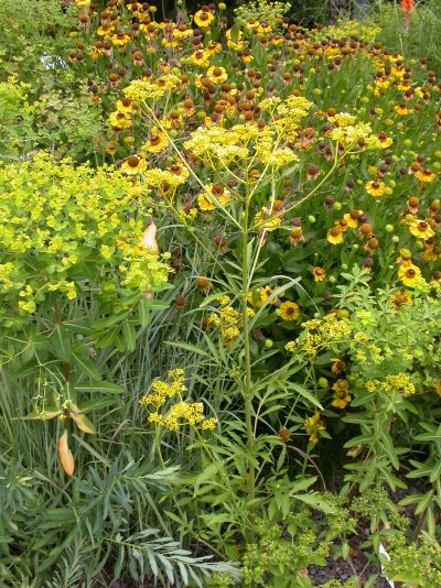 Patrinia scabiosifolia