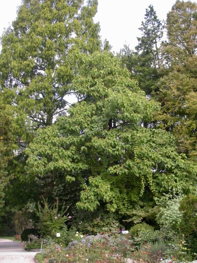 Paulownia tomentosa