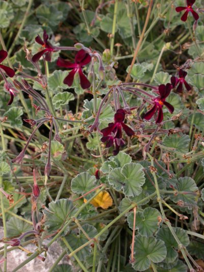 Pelargonium sidoides
