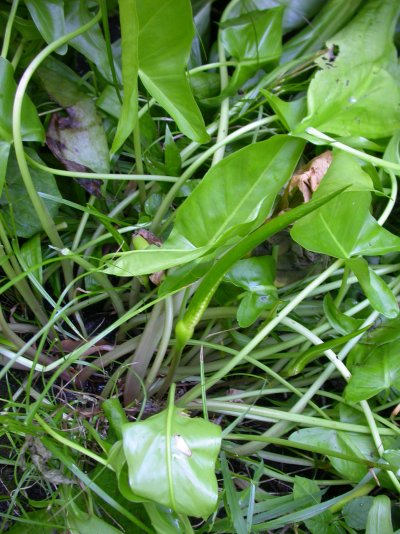 Peltandra virginica