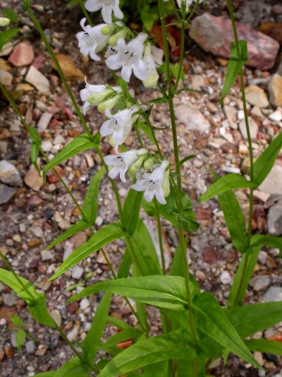 Penstemon digitalis