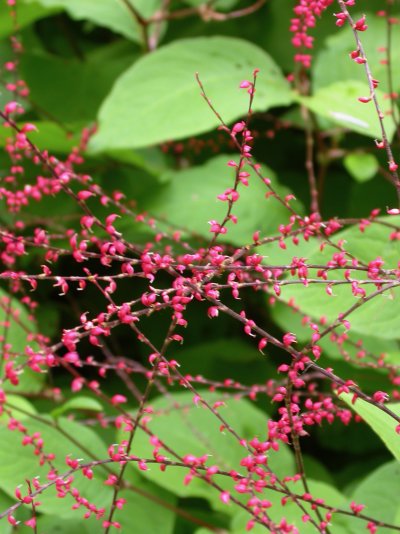 Persicaria filiformis