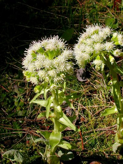 Petasites albus