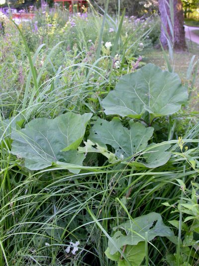 Petasites hybridus