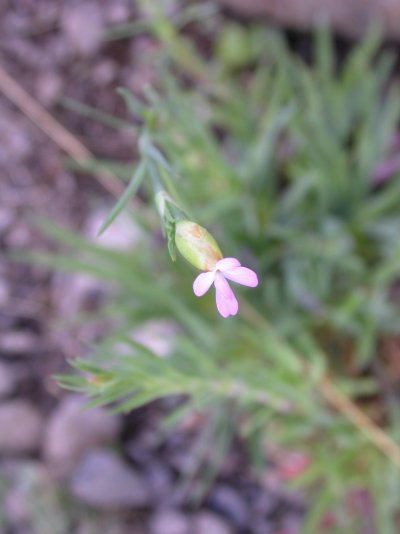 Petrorhagia prolifera