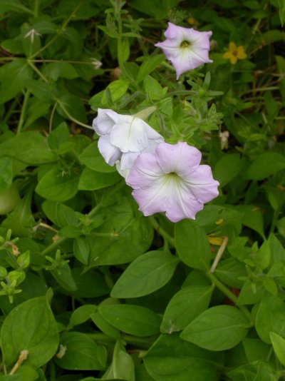 Petunia axillaris