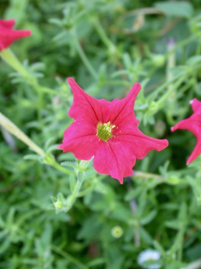 Petunia exserta