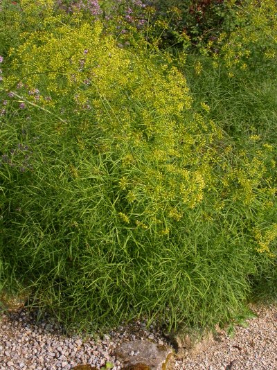 Peucedanum officinale