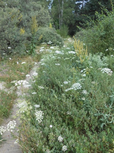 Peucedanum oreoselinum