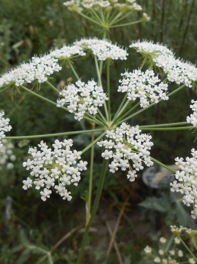 Peucedanum oreoselinum