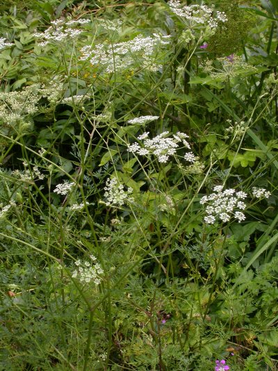 Peucedanum palustre