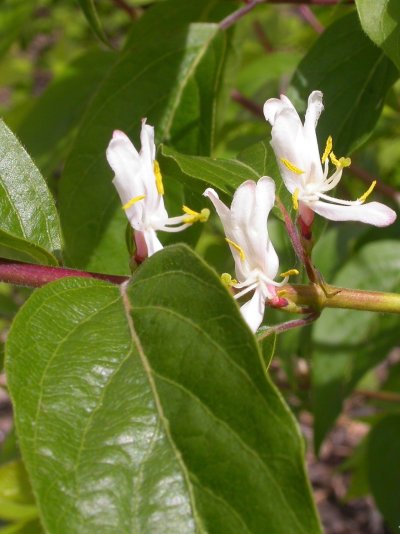 Lonicera elisae