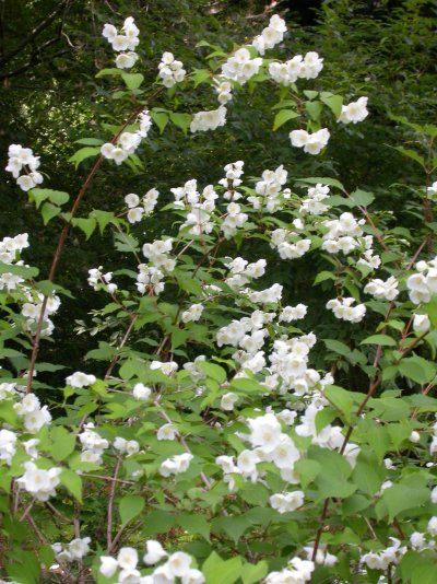 Philadelphus pekinensis