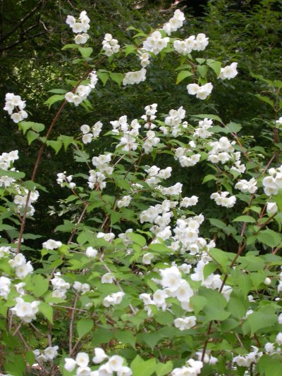 Philadelphus pekinensis