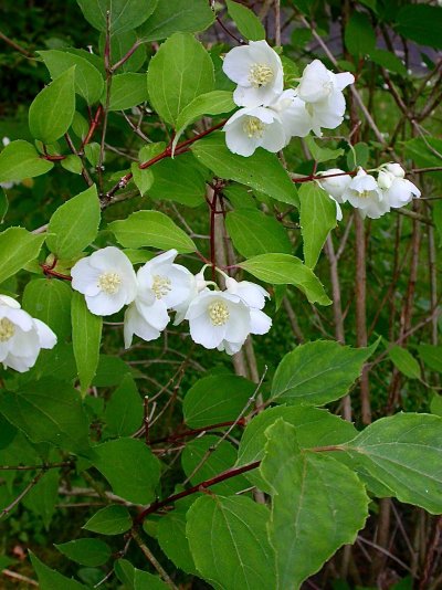 Philadelphus pekinensis