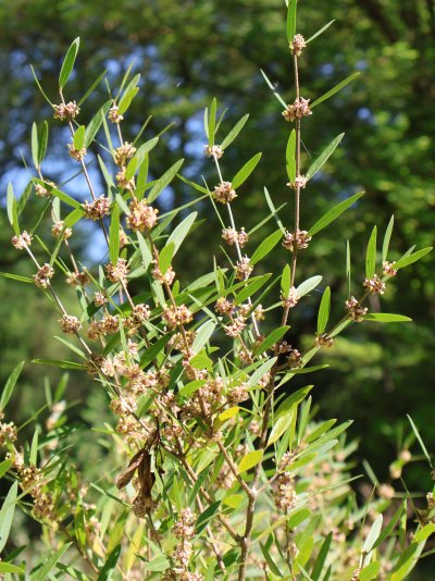 Phillyrea angustifolia