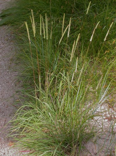 Phleum phleoides