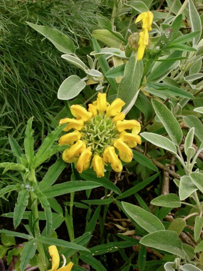 Phlomis fruticosa Phlomis fruticosa