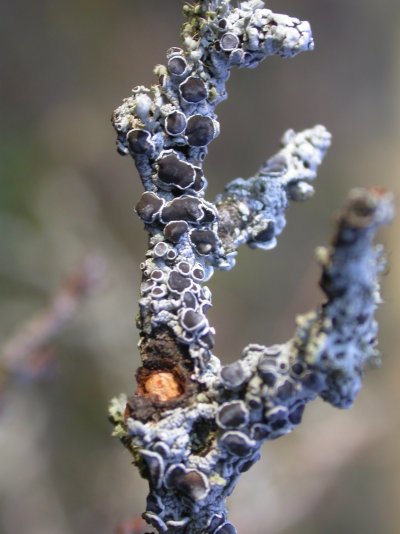 Physcia aipolia