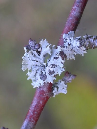 Physcia tenella