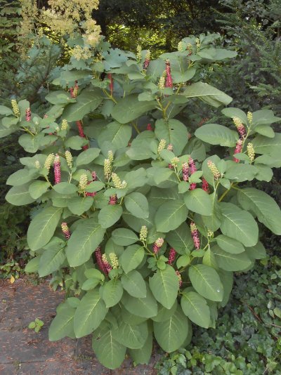 Phytolacca esculenta