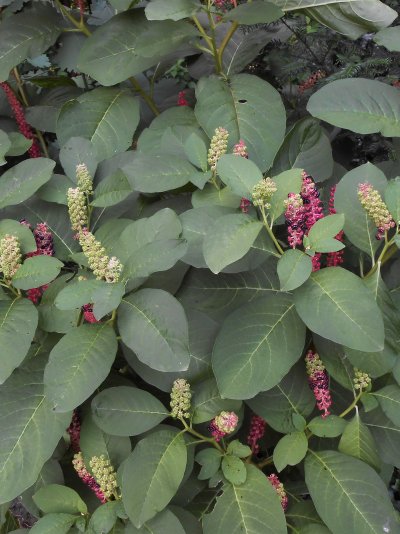 Phytolacca esculenta