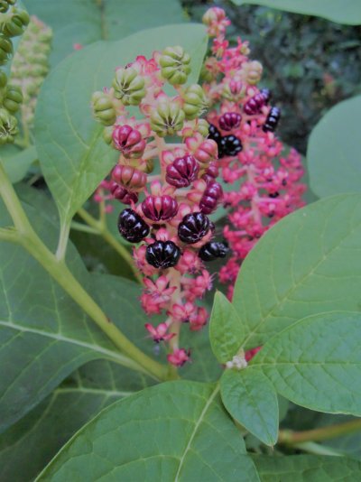 Phytolacca esculenta