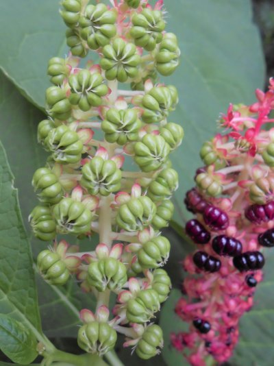 Phytolacca esculenta