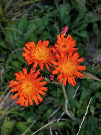 Pilosella aurantiaca Syn.: Hieracium aurantiacum