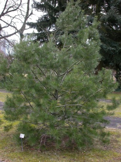 Pinus bungeana