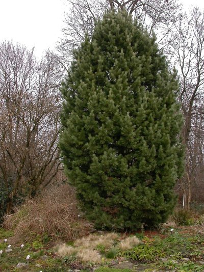 Pinus cembra Pinus cembra