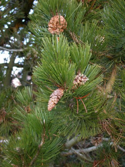 Pinus heldreichii