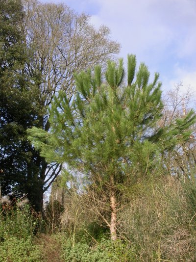 Pinus pinea