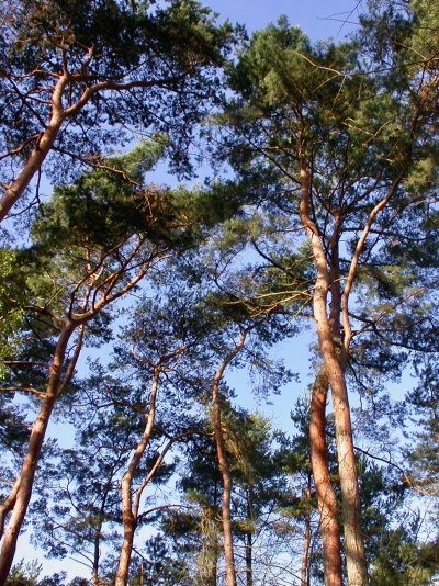 Pinus sylvestris