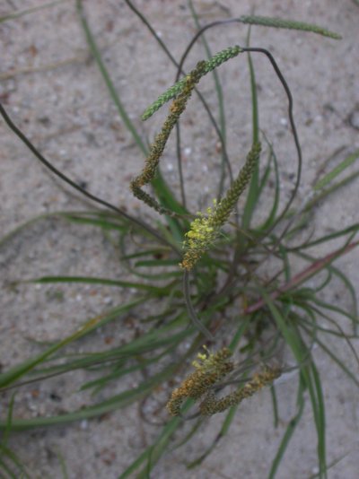 Plantago maritima