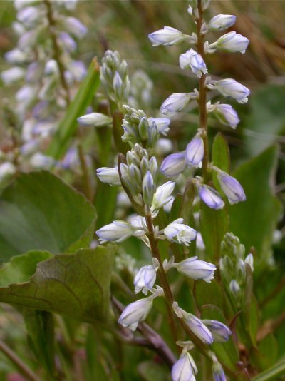 Polygala amarella