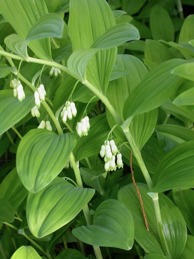 Polygonatum commutatum (=Polygonatum biflorum)
