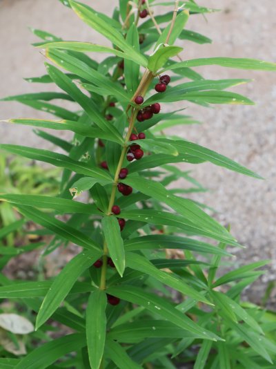 Polygonatum verticillatum